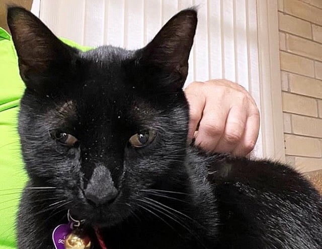 When This Black Cat Crossed His Path, It Was a Lucky Day for Medicine