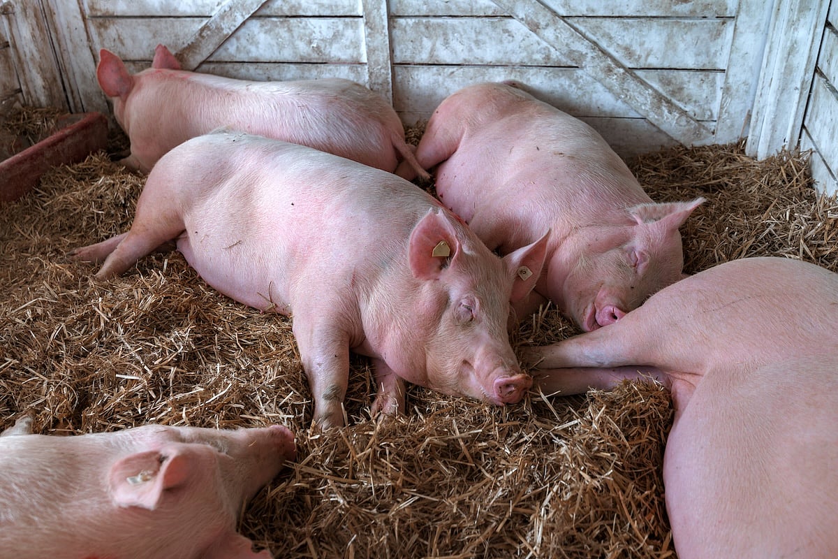 Bird Flu Infection Confirmed in a Pig for First Time in U.S.