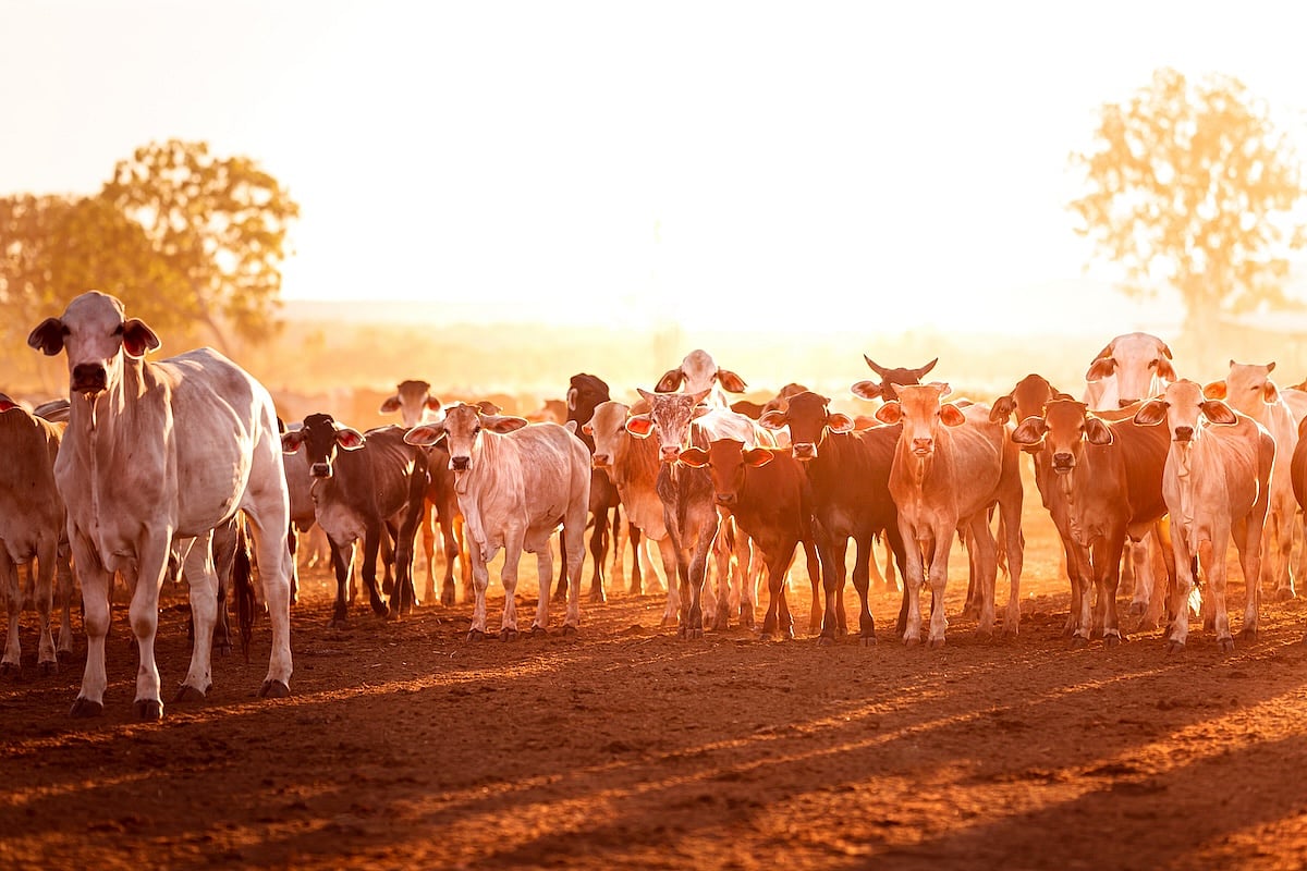 How a Move Away From Beef Could Help the Planet