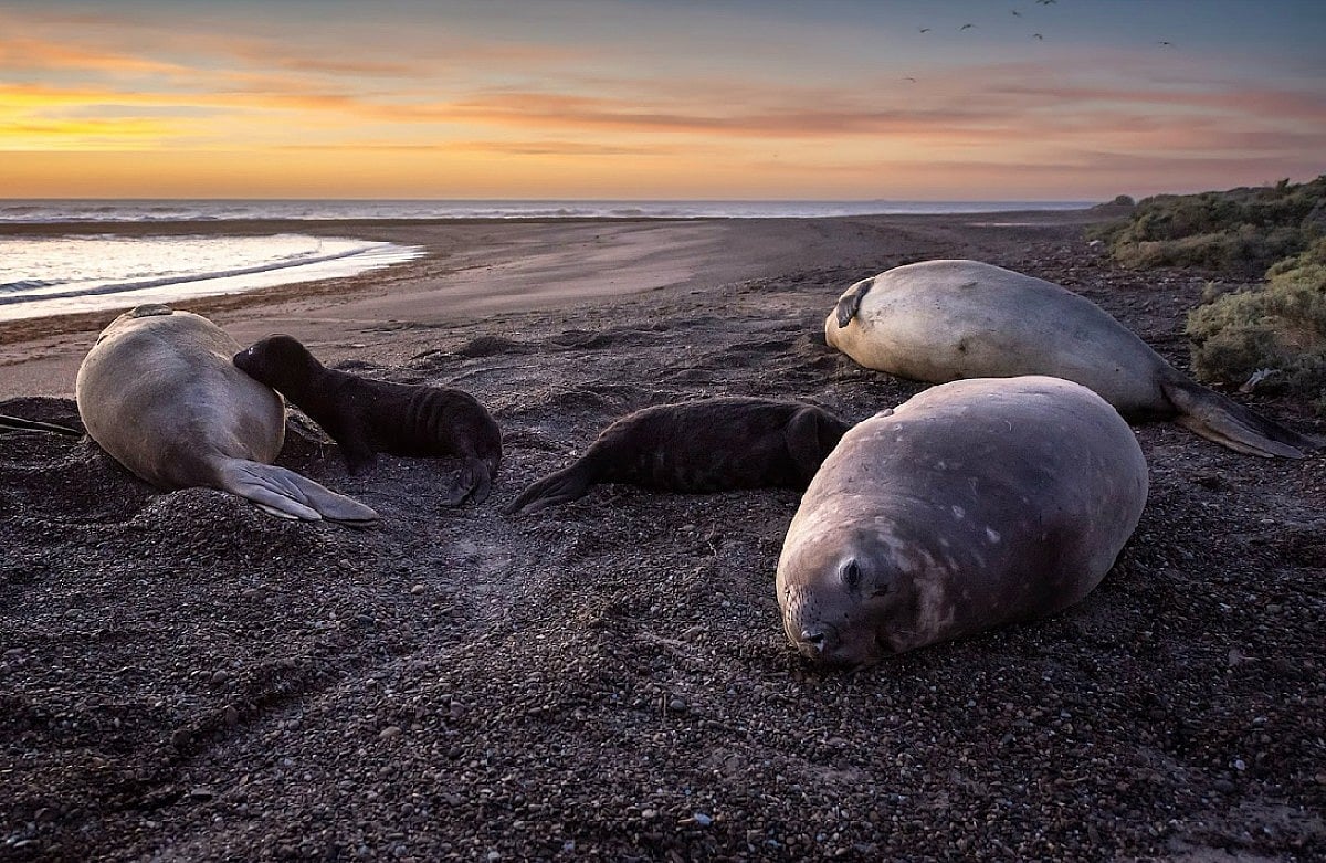 Bird Flu Is Decimating Elephant Seal Colonies
