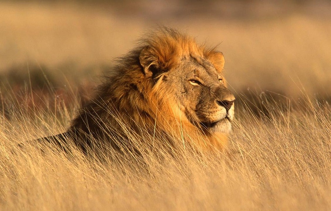 Bird Flu Kills 20 Big Cats at Washington Sanctuary, Causing Quarantine