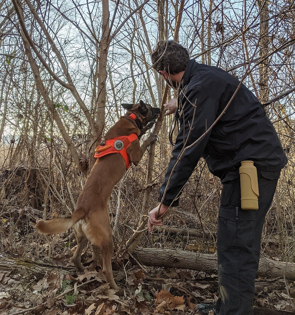 Dogs Can Help Detect, Remove Spotted Lantern Flies