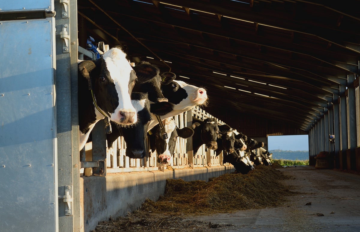CDC Finds Undetected Bird Flu Infections in U.S. Dairy Veterinarians