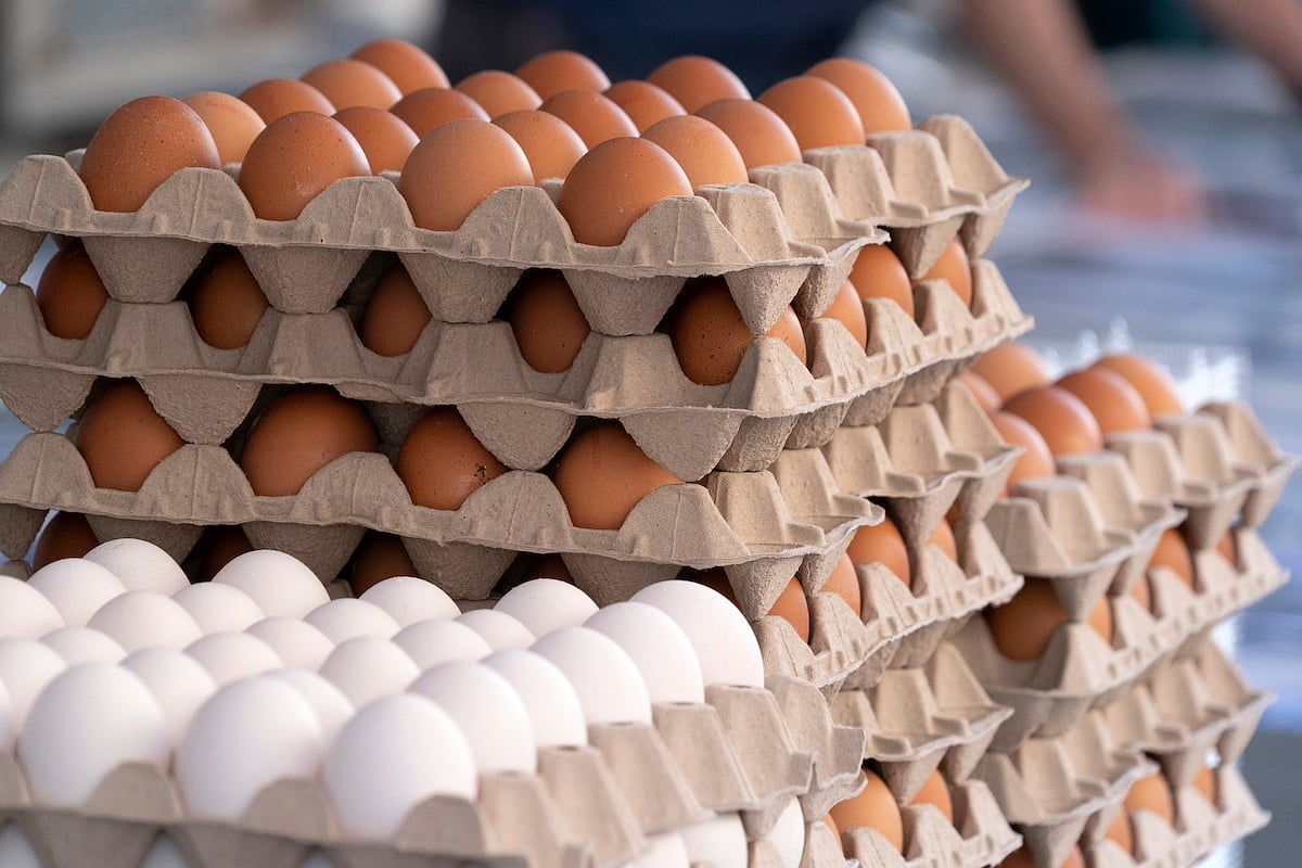 USDA Reveals Plan to Lower Egg Prices Amid Bird Flu
