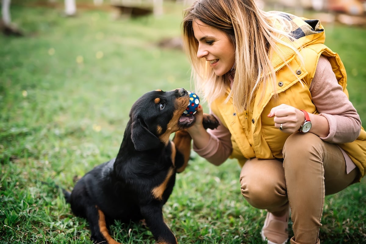 Playing With Dogs Relieves Stress In Humans And Canines Alike