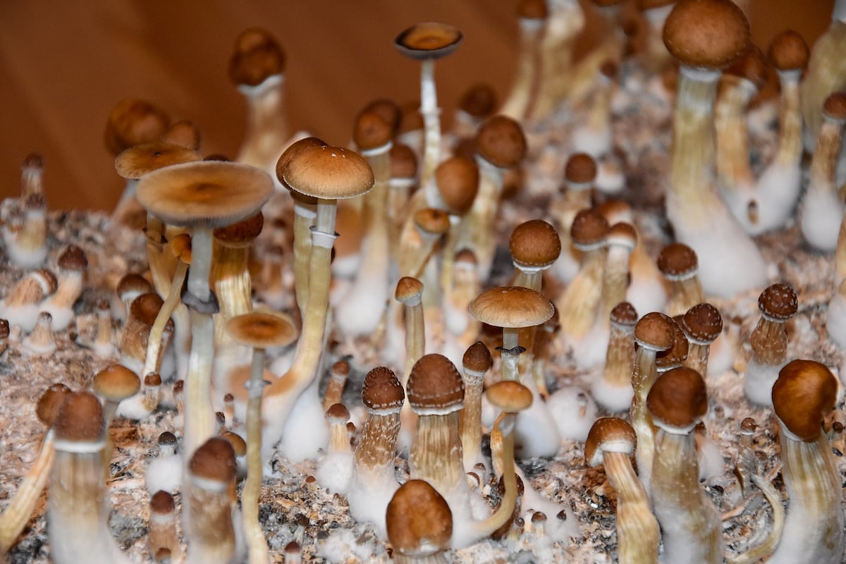 Psilocybin Use Dramatically Increasing In U.S.