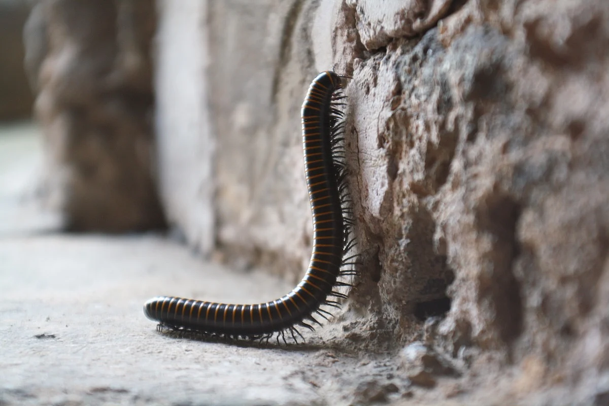 Do Millipedes Hold Key to Pain Relief, Parkinson's Treatment?