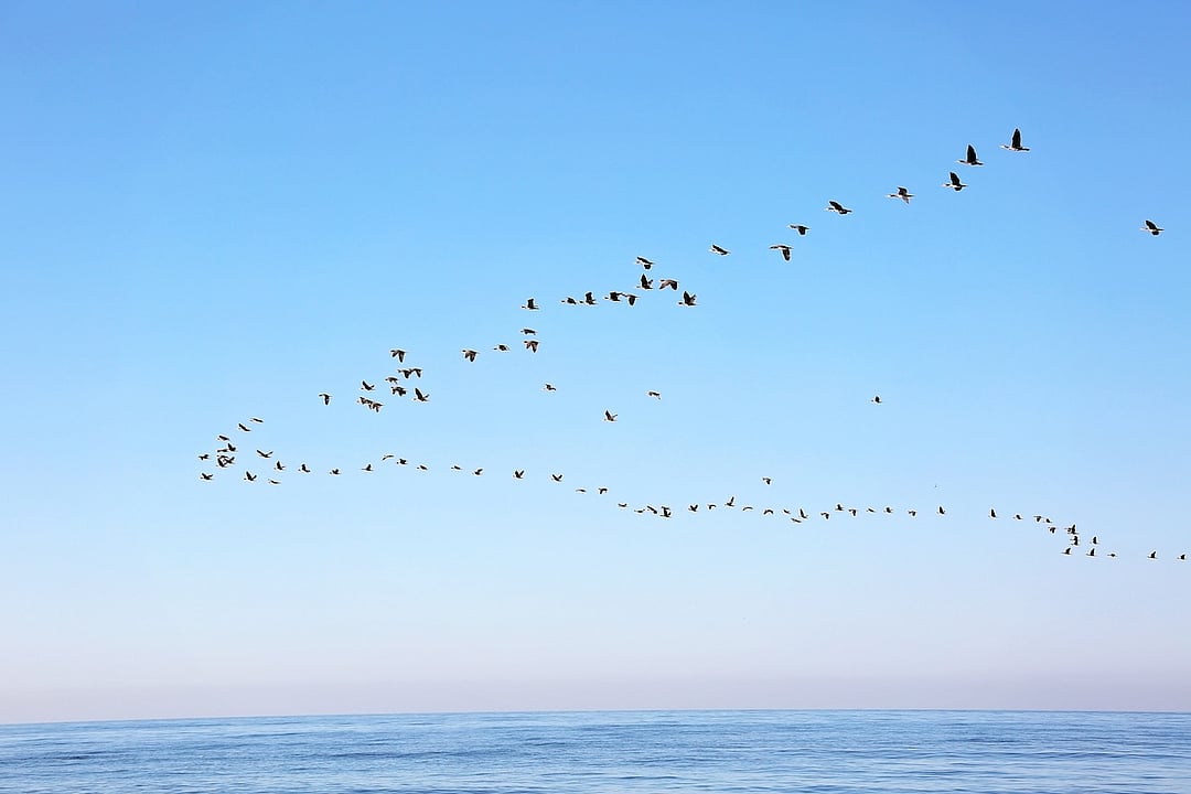 Millions of Birds Are Migrating — Here’s How To Help Keep Them Safe