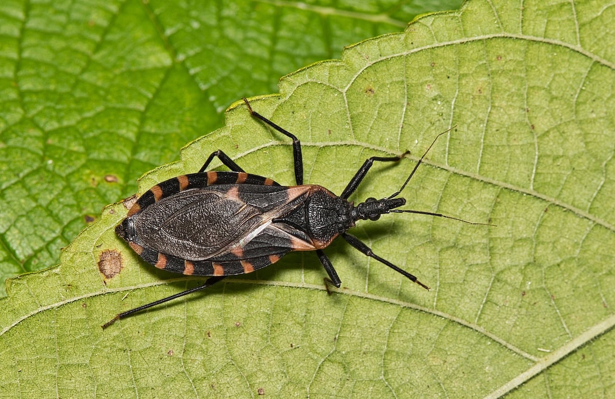 Study Finds Rise in Chagas-Carrying Bugs Near U.S.-Mexico Border