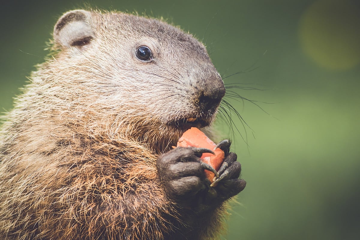 Groundhog Day Explained: Why This Furry Forecaster Still Matters