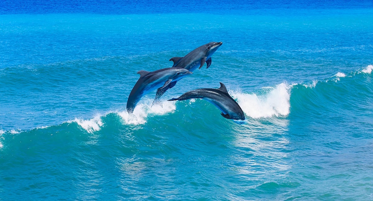 Electronics Pollution Pose Added Threat to Endangered Dolphins, Porpoises