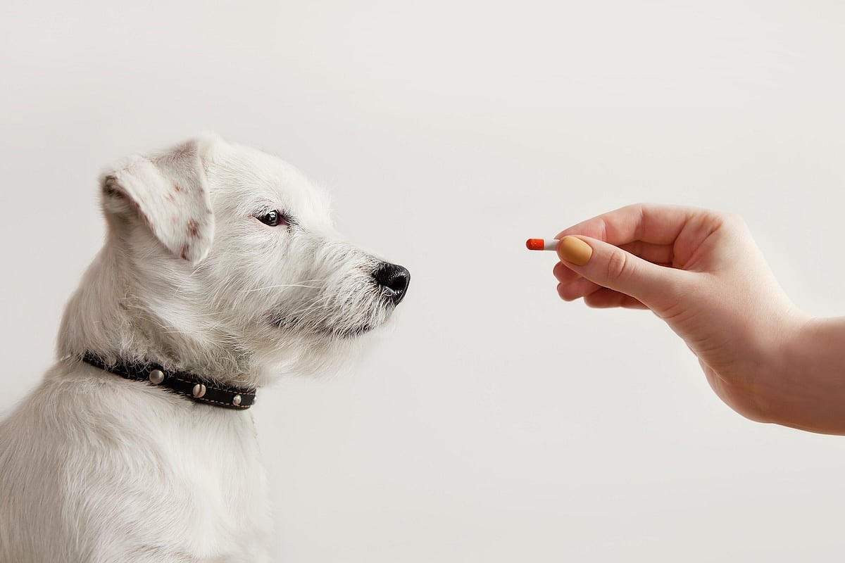 Flea And Tick Pills May Pose Environmental Risks, Study Finds