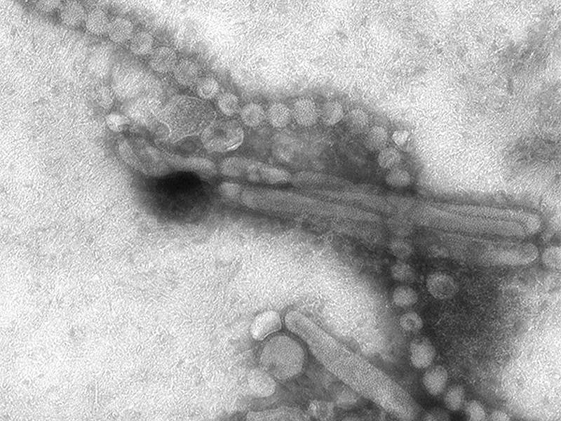 Ancient Viruses Might Be Spurring Modern-Day Cancers