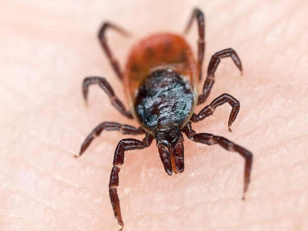 CDC Warns of Deadly Tick-Borne Illness in People Traveling to Mexico