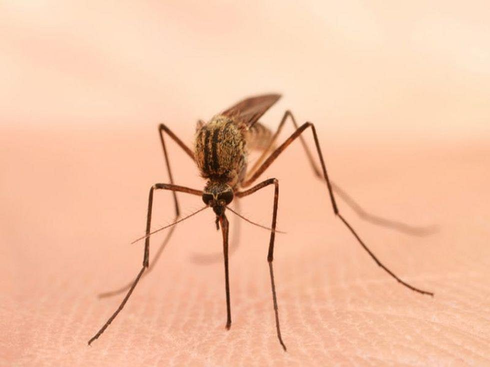 Get Ready for More Mosquitos as World Heats Up