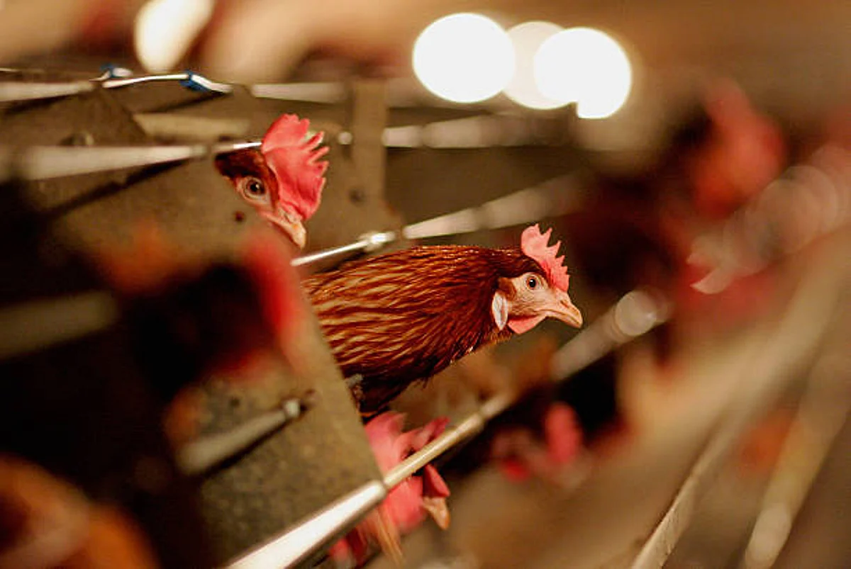 Bird Flu: भारत में वायरस से हुई पहली मौत, 11 साल का बच्चा हुआ शिकार