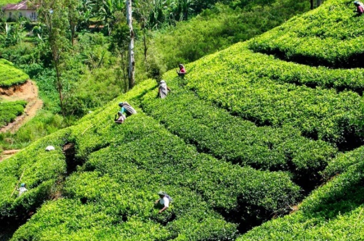 A Local's Guide To The Silchar Tea Plantations