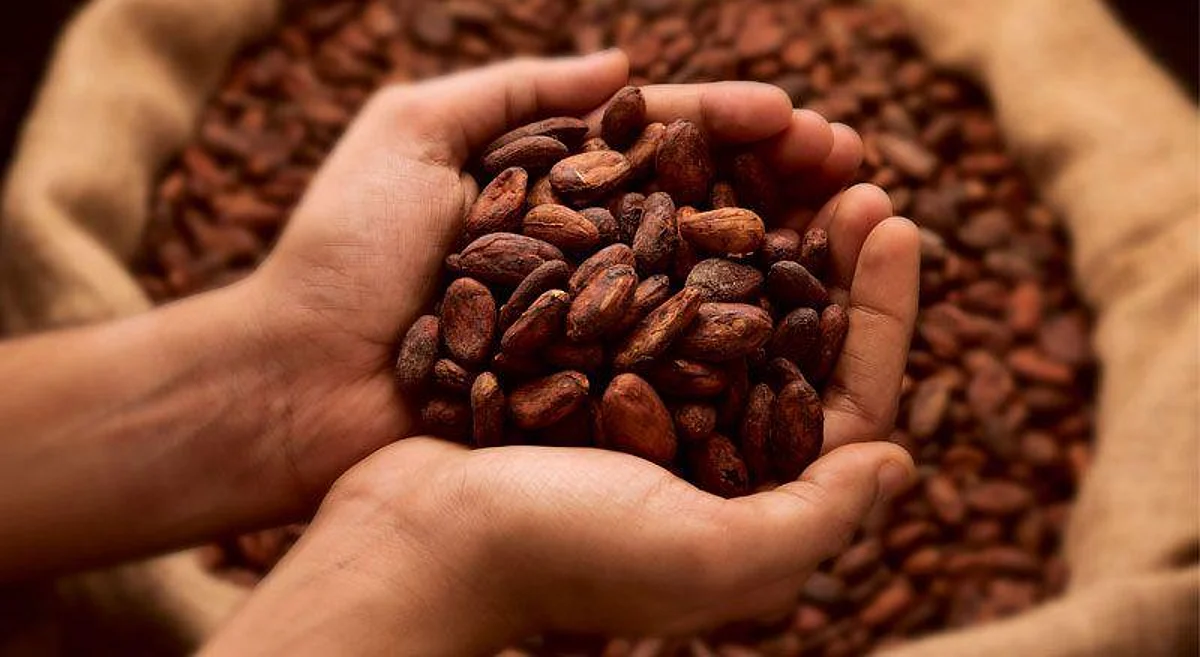 Mumbai, Learn The History Of Chocolate-Making At ‘Bean To Bar Workshop’ This Weekend