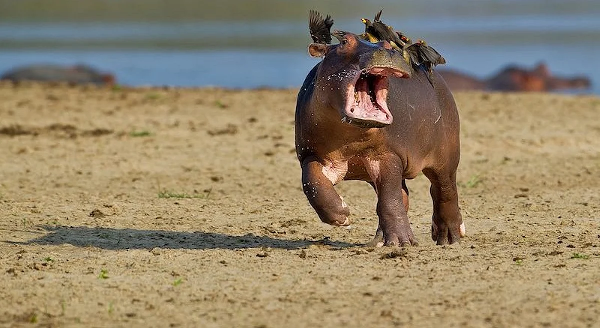 13 Hilarious Photos From 2015's Comedy Wildlife Photography Awards
