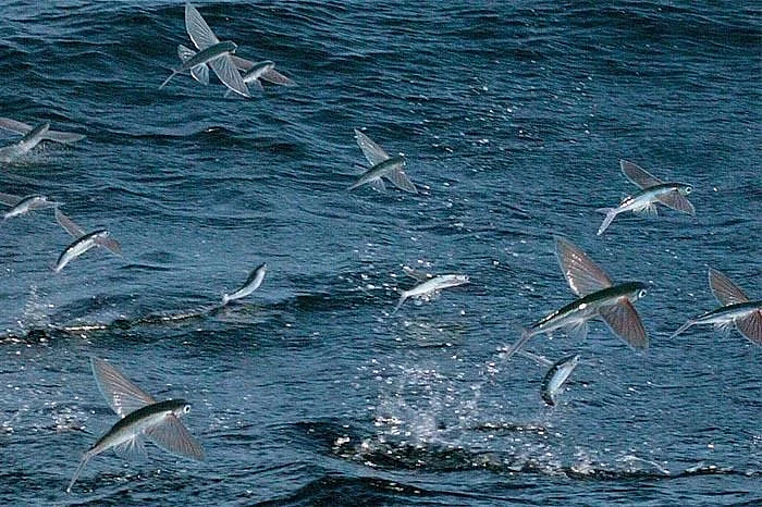 10 Incredible Sea Creatures You Won't Believe Live in Mumbai's Oceans 10 Incredible Sea Creatures You Won't Believe Live in Mumbai's Oceans