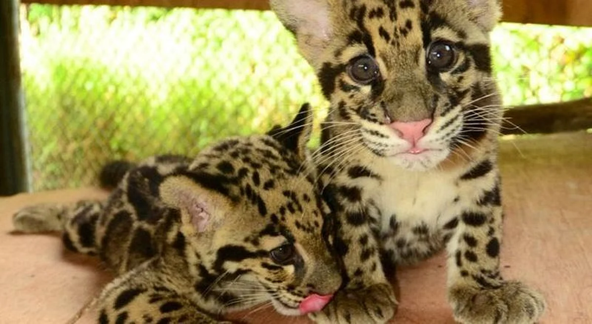 How One Kaziranga Vet Is Saving India's Orphaned Animals
