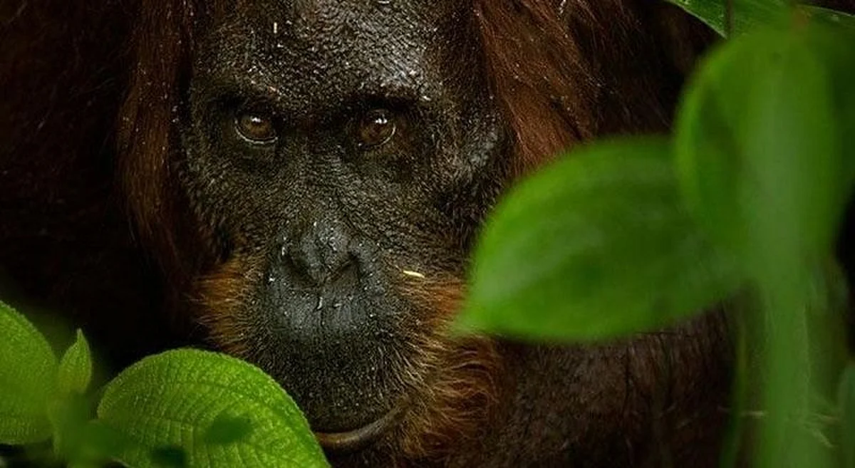 These 8 Incredible Wildlife Photographers Are Some Of India's Best