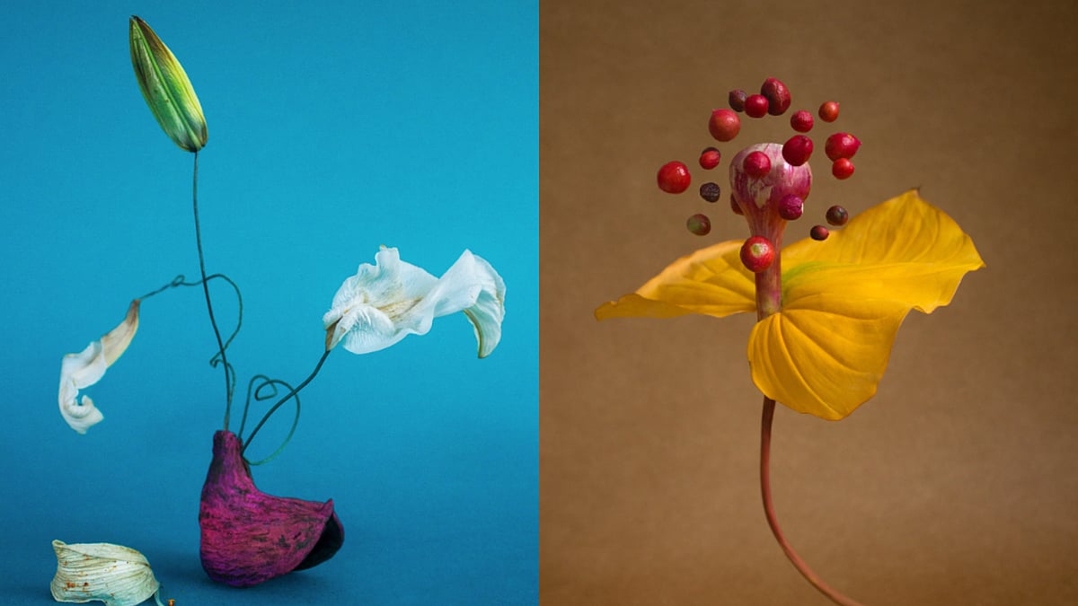 A Homegrown Art Series Reimagines Plants As Surreal Organic Sculptures