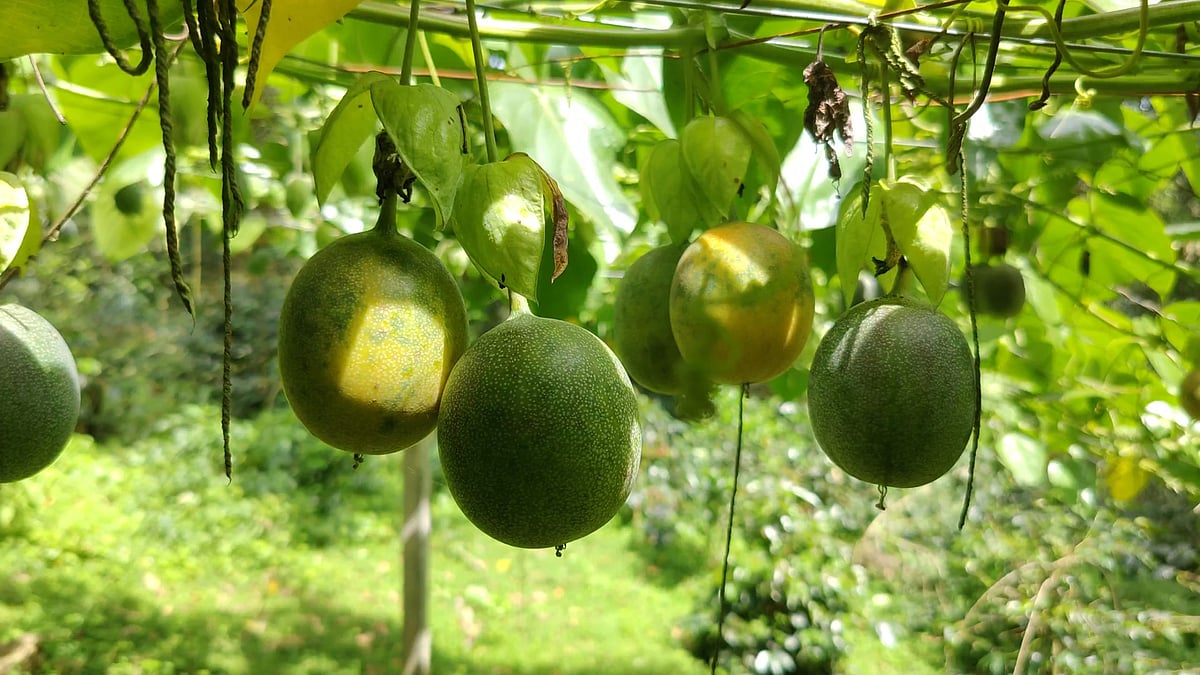 Attend A Kitchen Gardening At Kodaikanal Homegrown