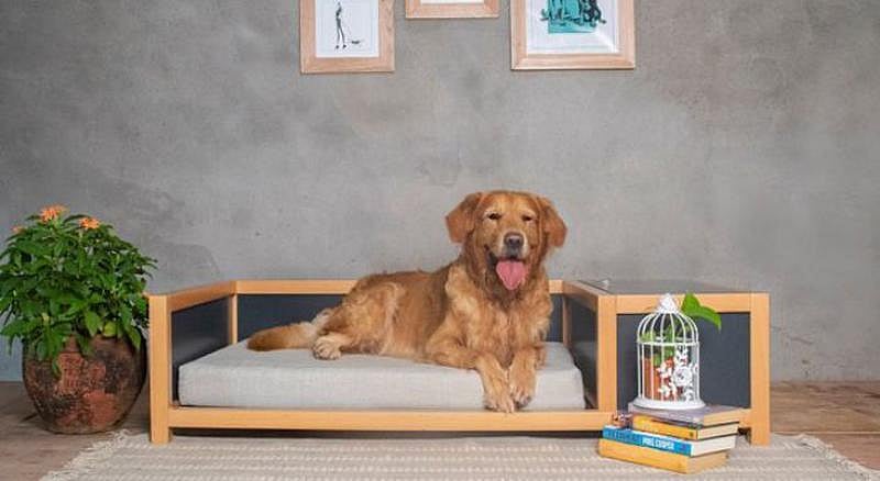 These Homegrown Pet Furniture Brands Offer Essentials & Comfort For
