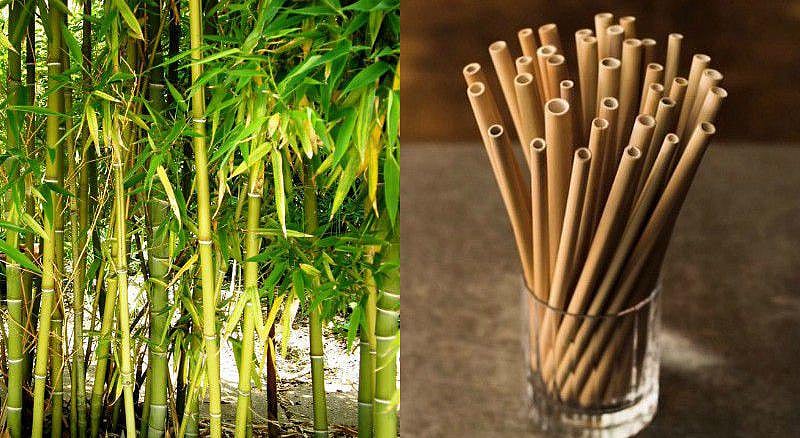 Using Bamboo From The Andamans To Make Ecofriendly Alternatives To Plastic Straws