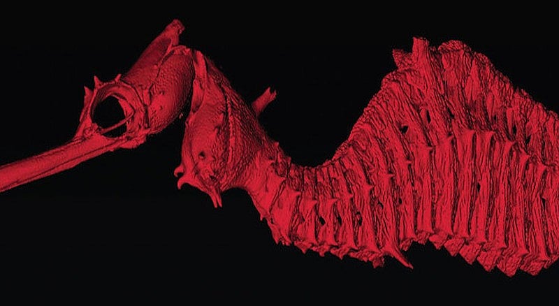 9 New Species The World Discovered in 2015, Including A Ruby-Red Seadragon