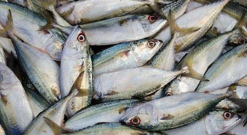Indian Scientists Find Way To Recycle Fish Scales Into A Green Energy
