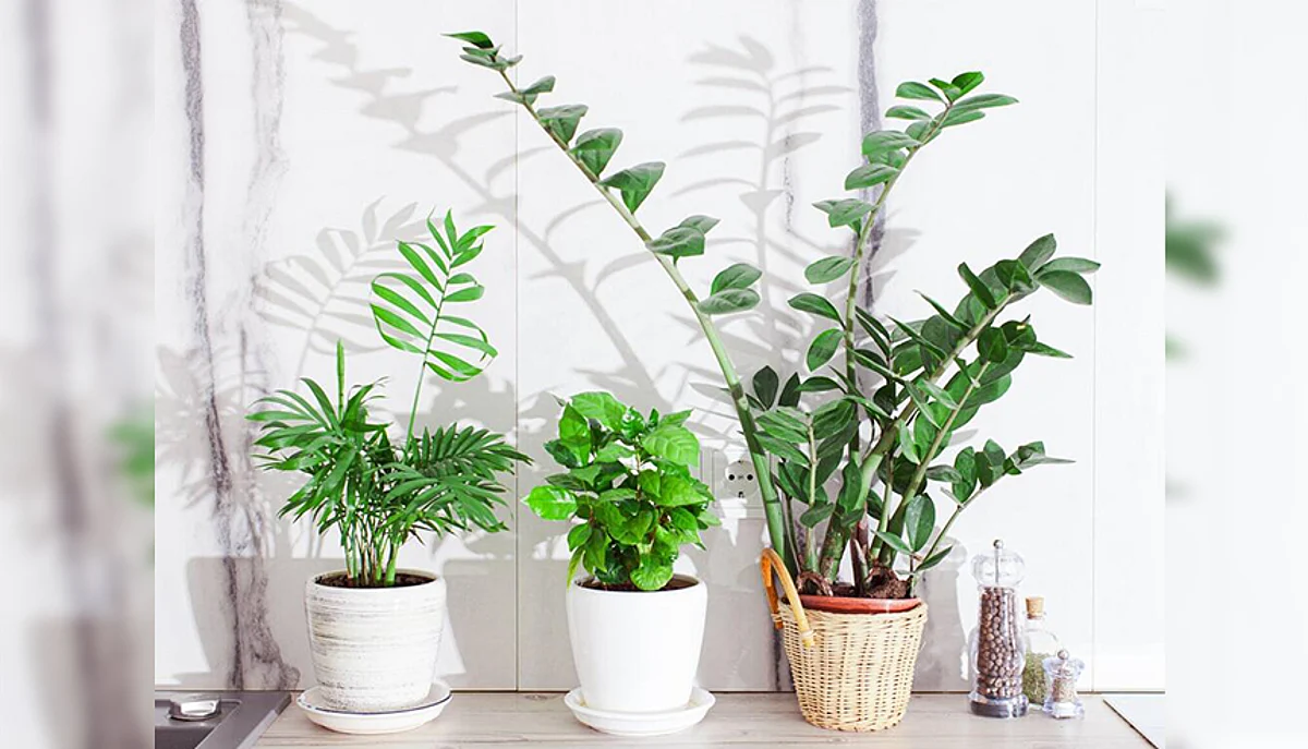 Houseplants can cut air pollution in our homes, offices