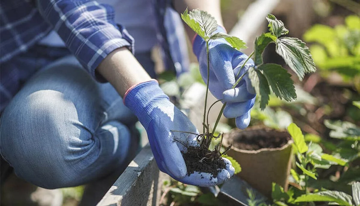 How gardening boosts your mental health