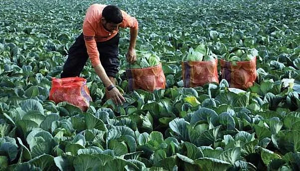 It may be a good idea to provide direct income support, like the scheme for farmers, to those below the poverty line, extend the free food scheme for six more months and invest heavily in infrastructure and housing.