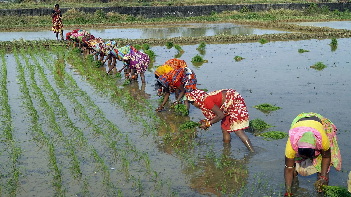 AI is likely to play a key role in relieving India's agriculture sector from its stressful input conditions, catalysing a shift towards data-driven farming.