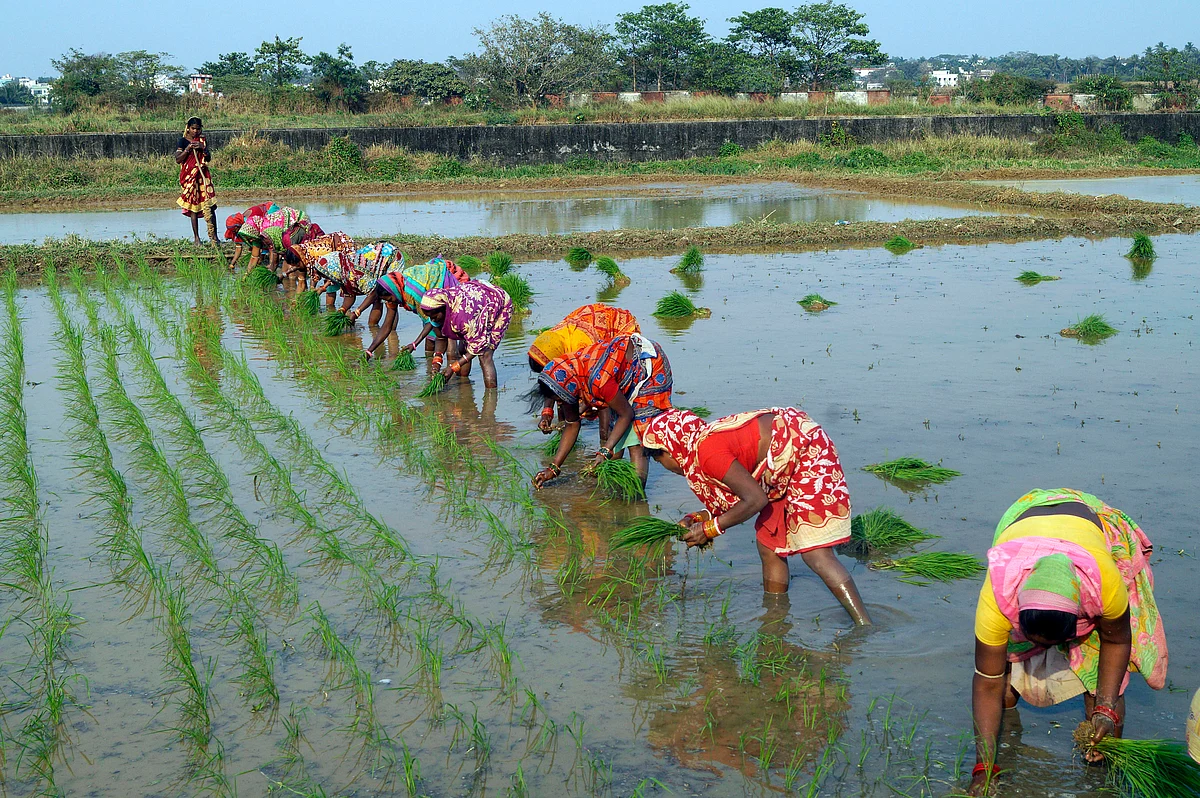 Women planting saplings in an agricultural research field. A good monsoon augurs well for rural prosperity.