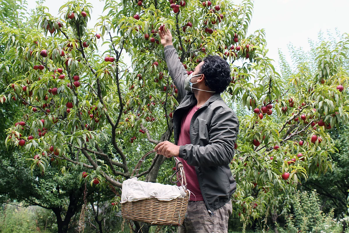 A man plucks peach fruits at Jiya Village, in Kullu, in Himachal Pradesh.