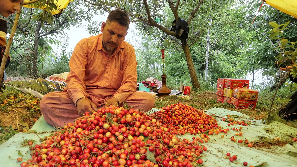 Kashmiri workers select and pack cherries in a garden on the outskirts of Srinagar. In a bid to encourage more such agreements, APEDA has signed a MoU to help cooperatives sell their products globally and build capacities.