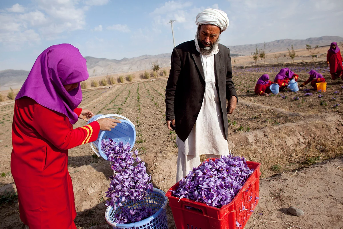 A farm worker plucks saffron flowers in Herat, Afghanistan. Meetings on ‘Invest in Afghanistan’ business series have so far focused on healthcare, pharmacy, agri-business, infrastructure and information technology.