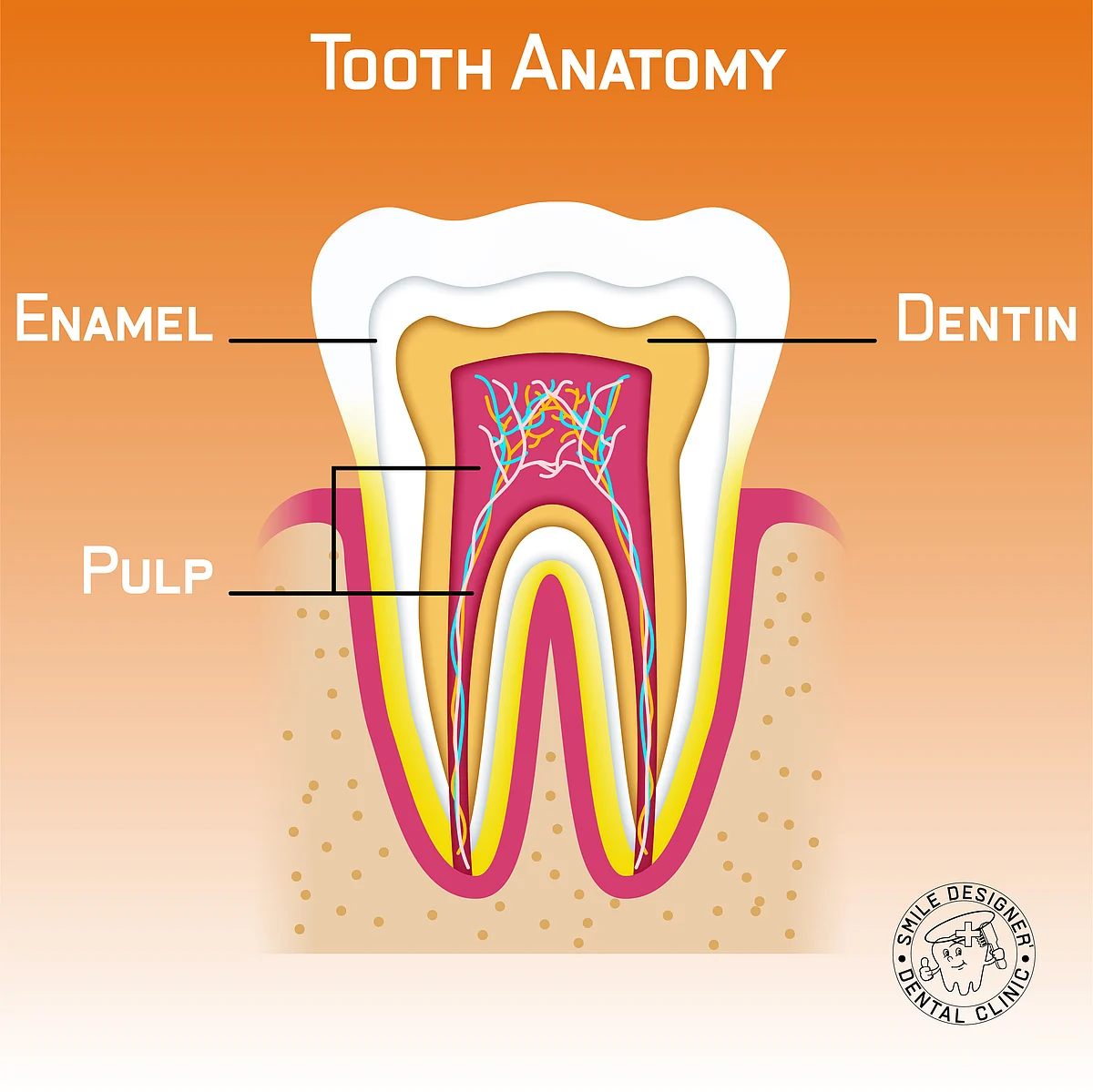What constitutes a tooth