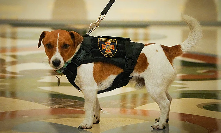 Dog Patron called Bullet at an award ceremony for his owner, a sapper, in Kyiv.