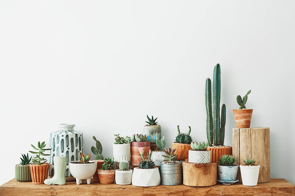 Textured Greenery indoors.
