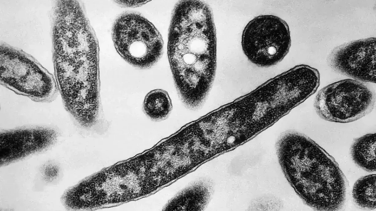 Naegleria Fowleri: brain-eating amoeba