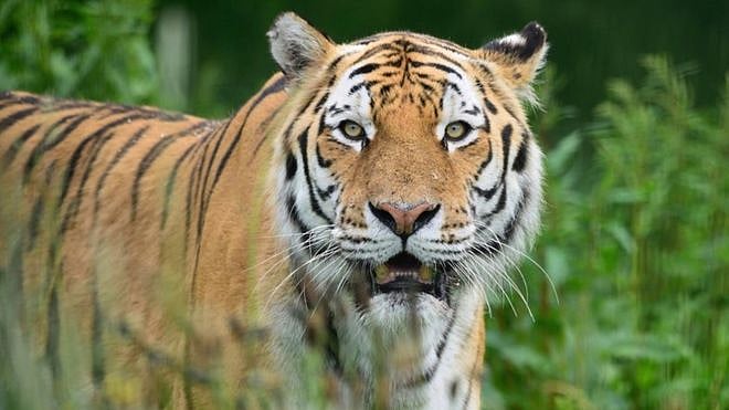 “நாம் வாழ வேண்டுமெனில் புலிகளும் வாழ வேண்டும்” : இன்று சர்வதேச புலிகள் தினம் - சிறப்பு செய்தி தொகுப்பு!