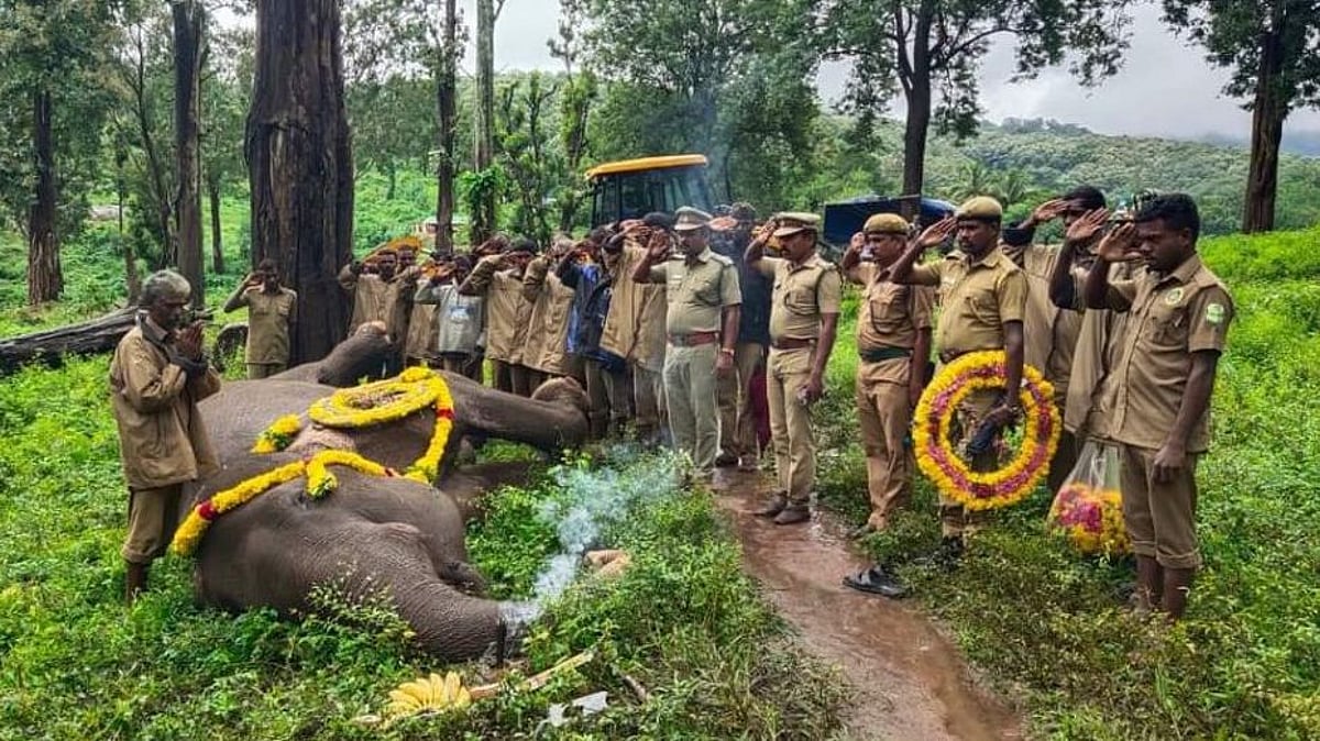 ஒசூர் வனப்பகுதியில் இறந்து கிடந்த காட்டு யானை.. சுட்டுக்கொன்ற நபர் சொன்ன அதிர்ச்சி காரணம் : நடந்தது என்ன?