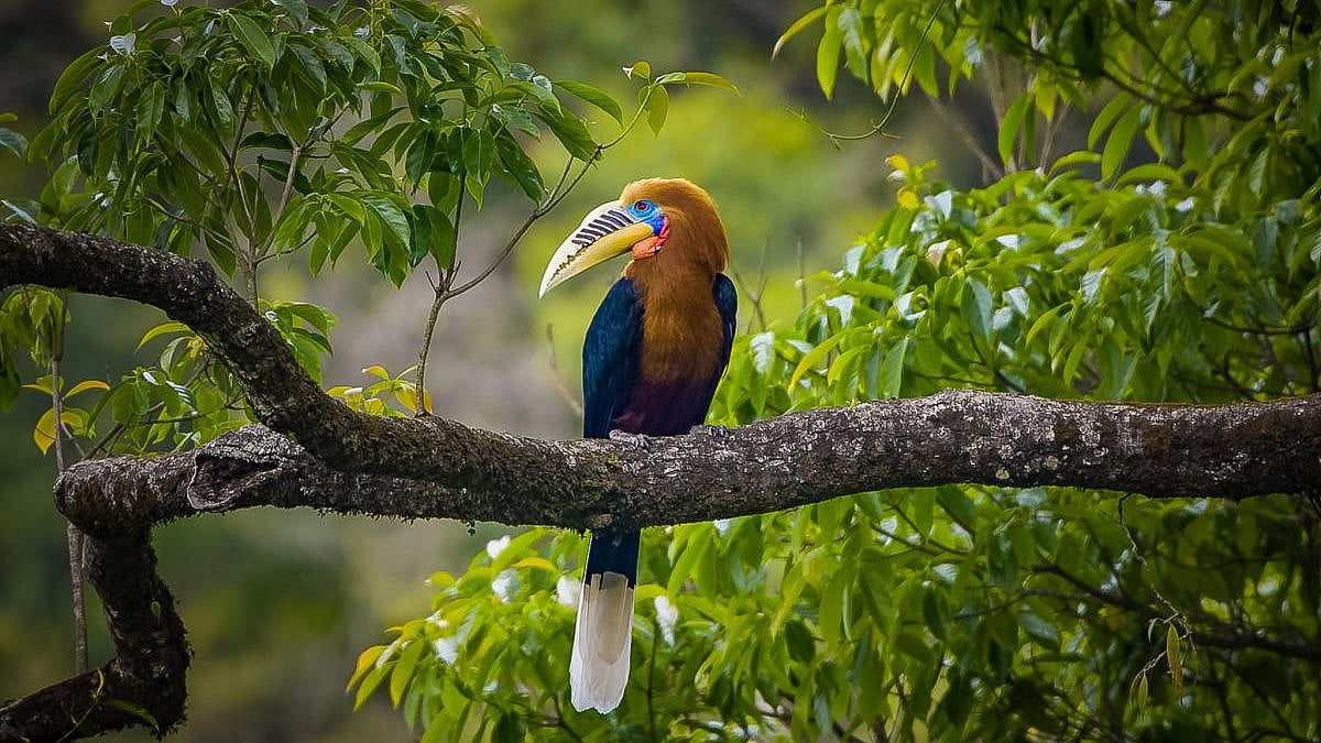உலக பறவைகள் தினம் : “மேற்கு தொடர்ச்சி மலையில் வேகமாக அழிந்து வரும் அரிய வகை பறவைகள்” - அதிர்ச்சித் தகவல்!