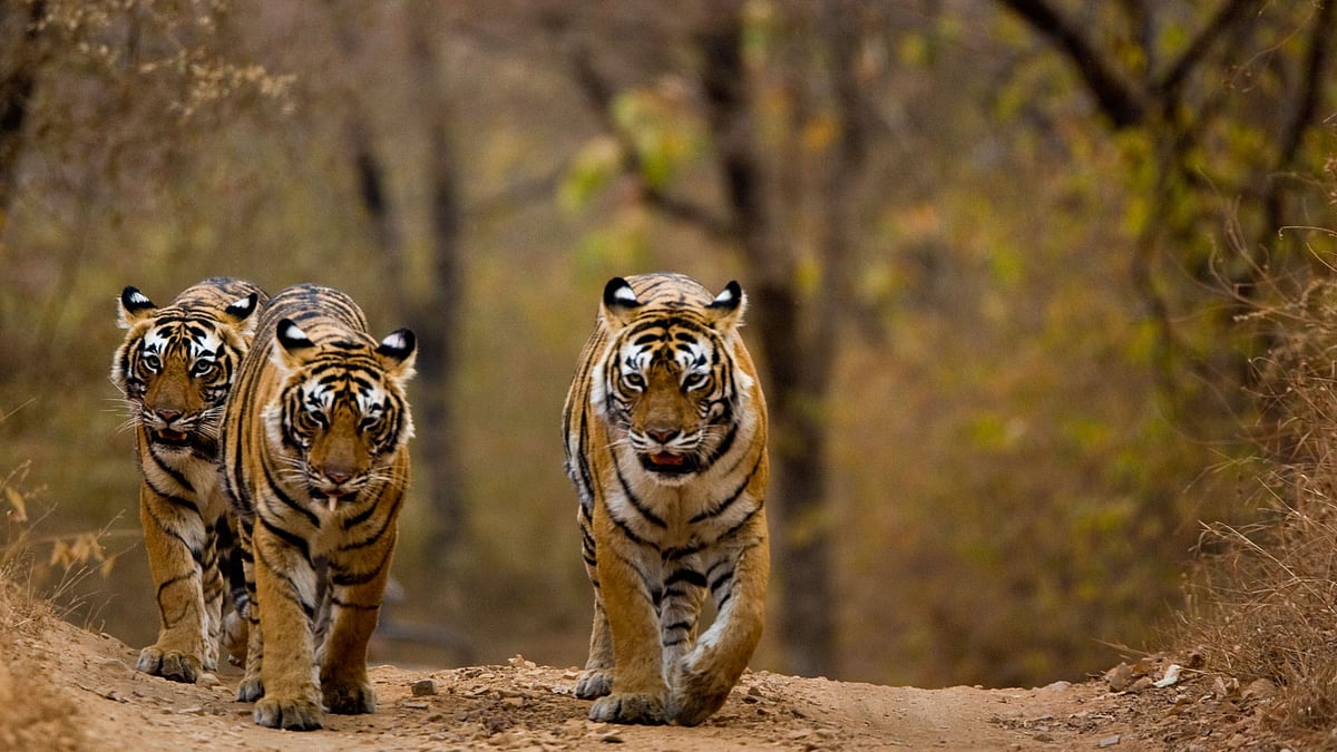 “நாம் வாழ வேண்டுமெனில் புலிகளும் வாழ வேண்டும்” : இன்று சர்வதேச புலிகள் தினம் - சிறப்பு செய்தி தொகுப்பு!