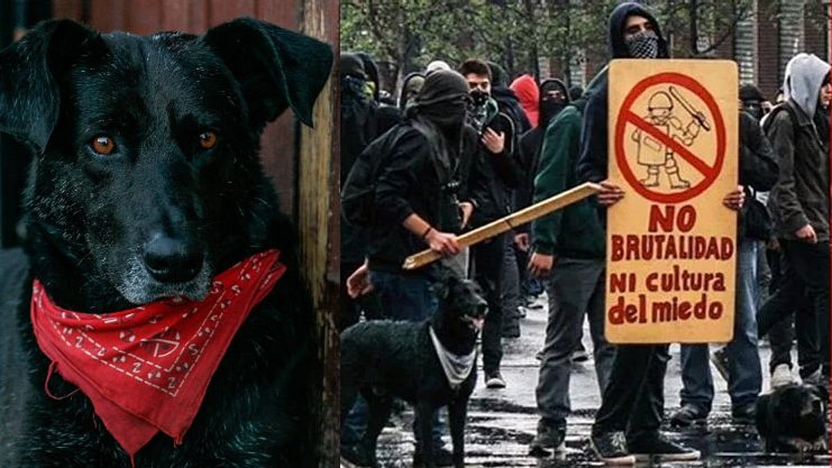 “போராட்டத்தின் குறியீடாகப் பார்க்கப்பட்ட கறுப்பு நாய்” - உங்களுக்கு ‘மடபகோஸ்’ பற்றி தெரியுமா?