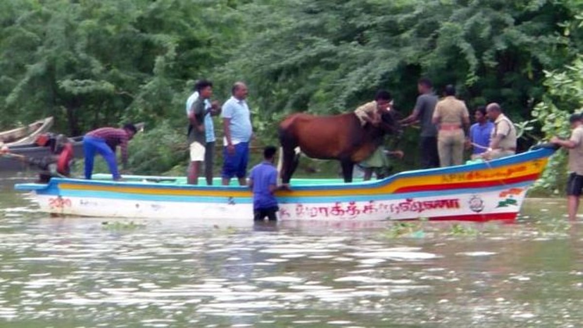 “வெள்ளத்தில் சிக்கிய 26 பசுமாடுகள் 4 மணி நேரத்தில் மீட்பு” : ‘நிஜ பசுக்காவலர்’களுக்கு குவியும் பாராட்டு!